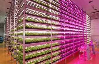LED Plant Growth Lights